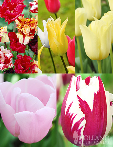 Tulip Forcing Collection 