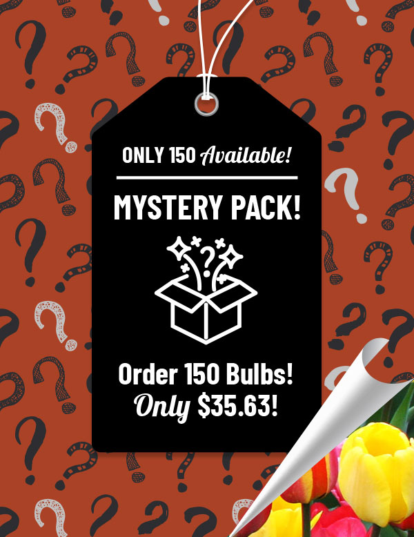 Tulip Treasure Mystery Pack
