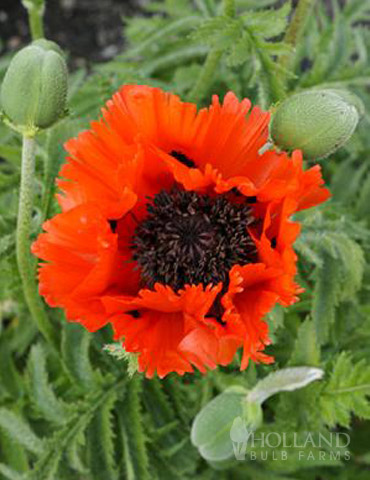 Turkenlouis Oriental Poppy - 77370
