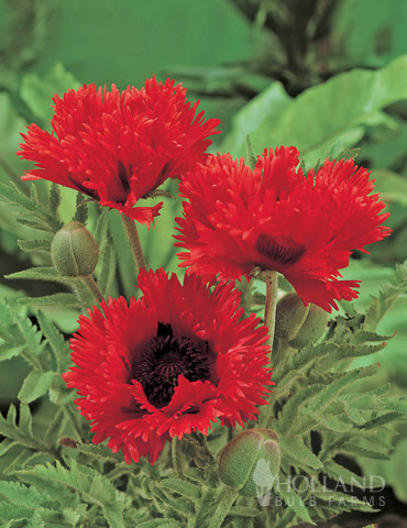 Turkenlouis Oriental Poppy 
