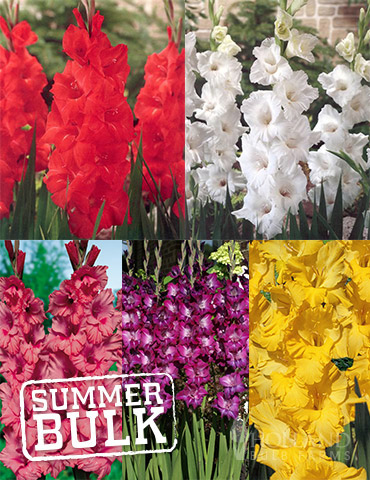 Ultimate Value Gladiolus Collection - 76173