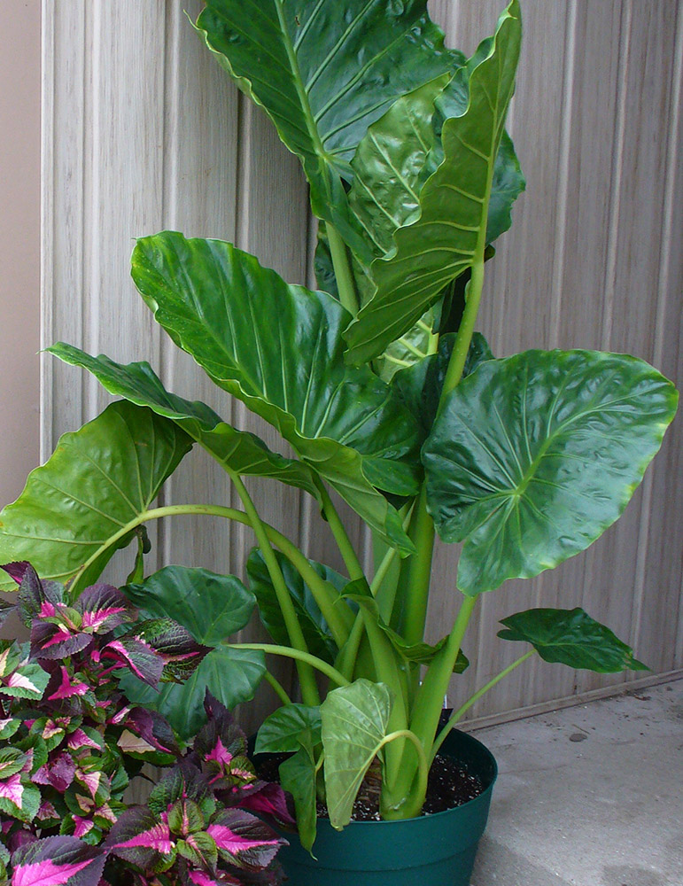 Elephant Ear Holland Bulb Farms | 72122