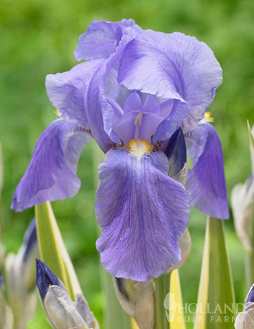 Variegated Yellow Sweet Iris 