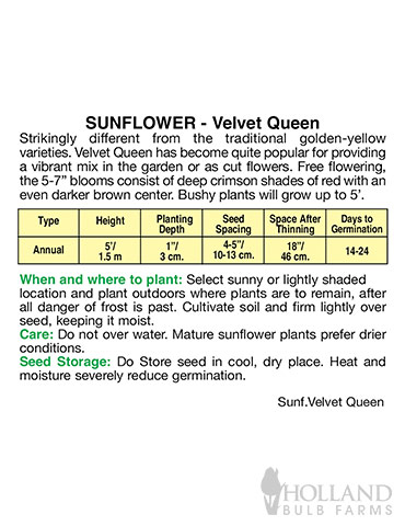 Sunflower Velvet Queen - 75665