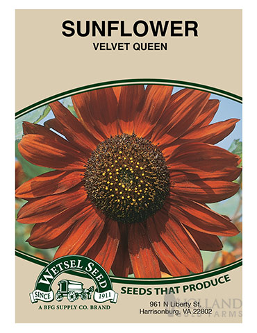 Sunflower Velvet Queen 