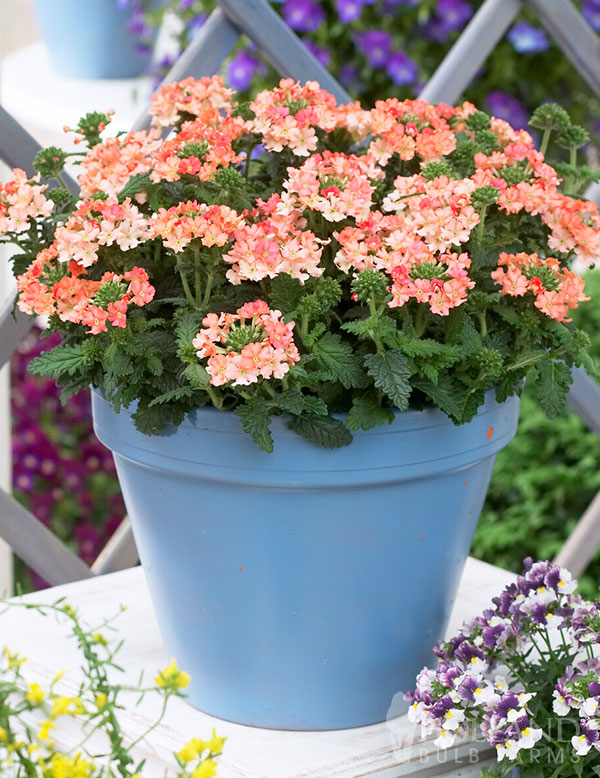 Verbena Lanai Peach Plant Start
