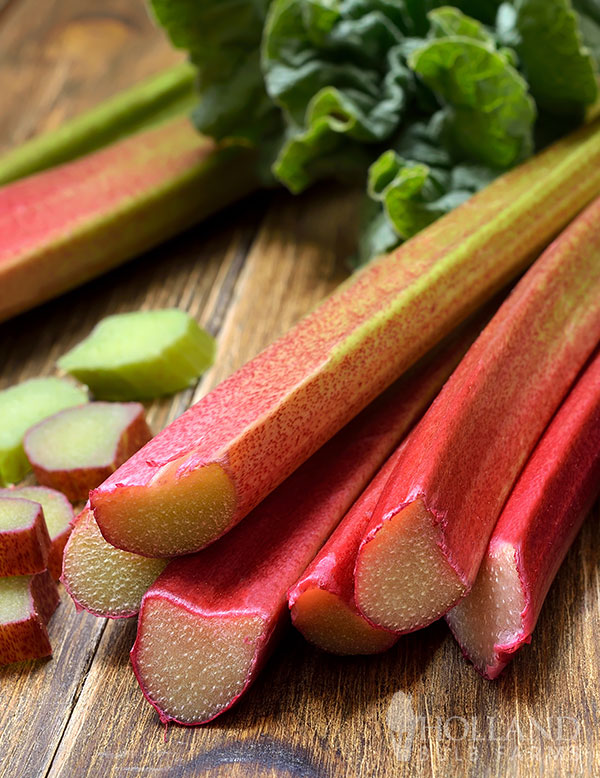 Victoria Rhubarb Plant