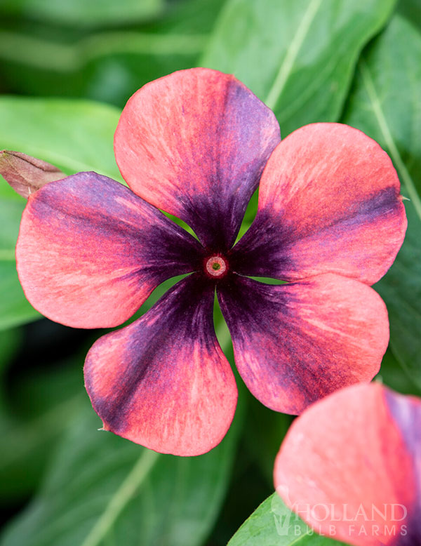 Vinca Tattoo Black Cherry Plant Start Trio