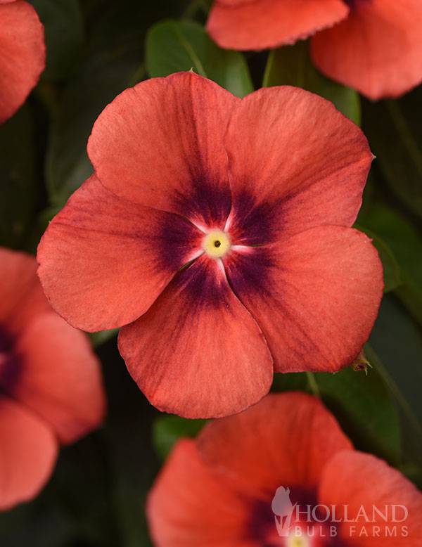 Vinca Tattoo Tangerine Plant Start Trio
