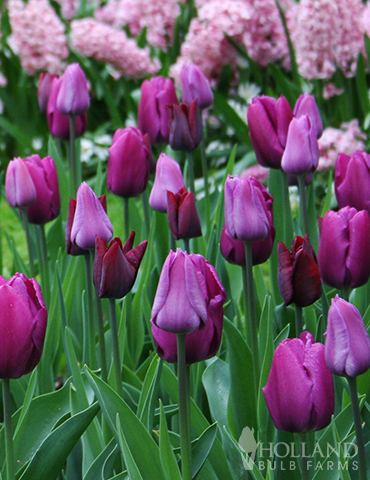 Violet Beauty Single Late Tulip - 88332