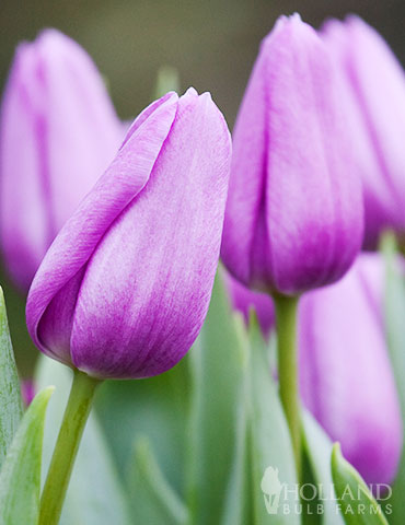 Violet Beauty Single Late Tulip 