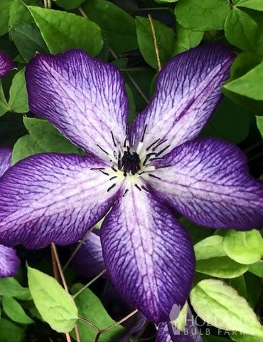 Violet Stargazer Clematis Stargazer clematis, clematis viticella, purple clematis, long blooming clematis, cleamatis pruning, stargazer
