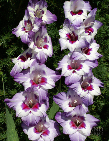 Vista Hybrid Gladiolus 