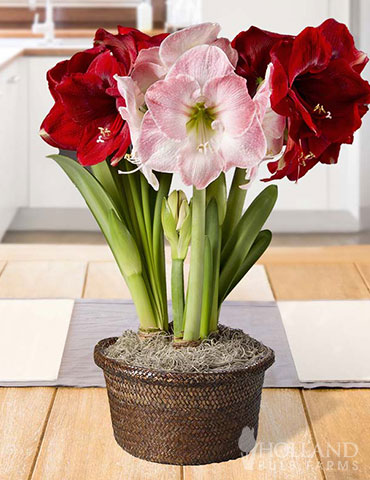 Warm Welcome Potted Bulb Garden  potted flower bulb garden, indoor garden gifts, amaryllis garden, indoor amaryllis flowers, amaryllis for forcing, garden gifts, gifts for gardeners who have everything, flower bulb garden, indoor bloom