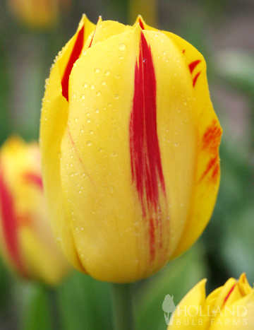 Washington Triumph Tulip 