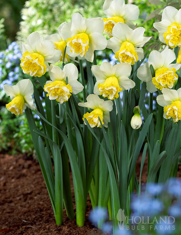 Wave Daffodil