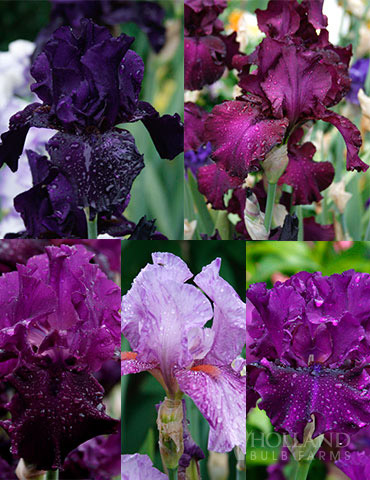Waves of Purple Bearded Iris Collection - 85209