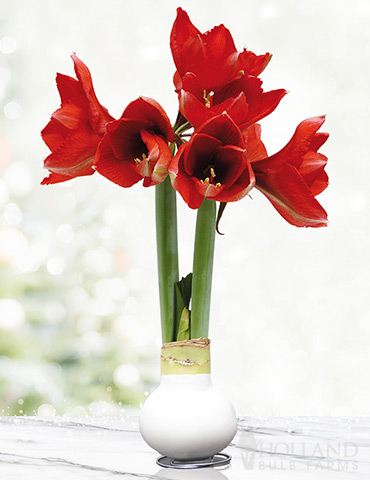 Miracle Waxed Amaryllis White Waxed Amaryllis, No Watering Required, No Soil Needed, Hand-Dipped Amaryllis Bulbs, Holiday Gift