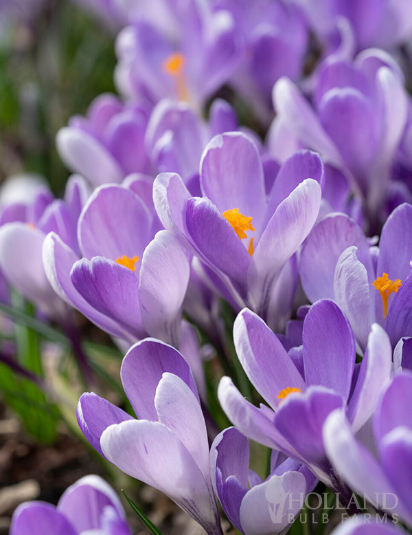 Whale Shark Crocus