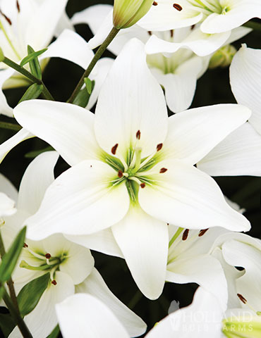White Asiatic Lily - 77603