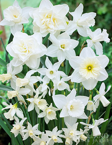 White Diamonds Daffodil Mix white daffodils, white daffodil bulbs, daffodil bulb mix, daffodil bulbs for sale, daffodils for fall planting, fragrant daffodils, daffodil bulb mix, daffodil bulbs mix