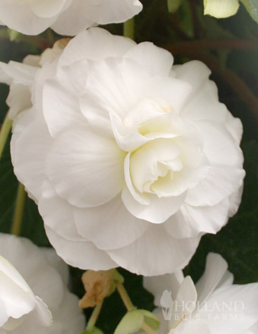 White Double Begonia - 71105