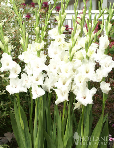 White Gladiolus Value Bag - 76146