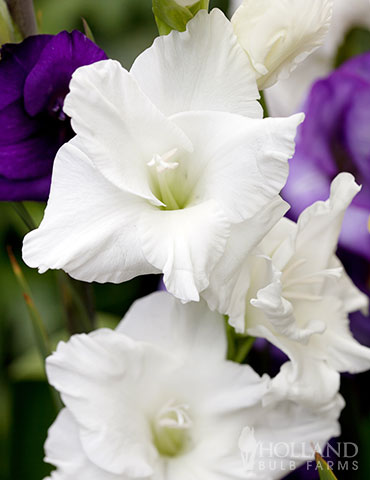 White Gladiolus  - 76189
