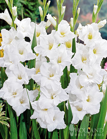 White Gladiolus  - 76189
