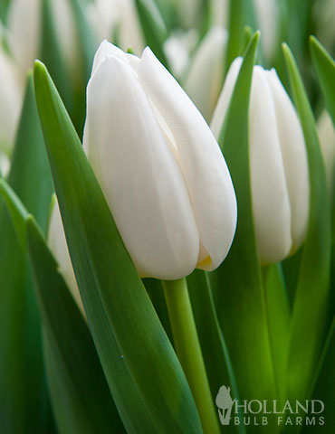 White Prince Single Early Tulip - 88380