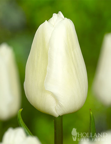 White Prince Single Early Tulip - 88380