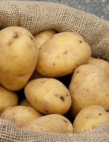 White Seed Potatoes Superior 