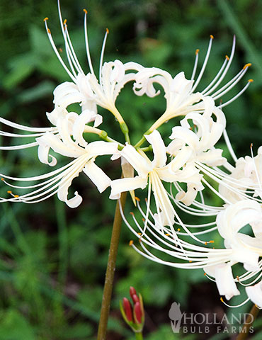 White Spider Lily  white spider lily, lycoris albiflora, unique flower bulbs, fall planted bulbs for southern gardens, lycoris squamigera