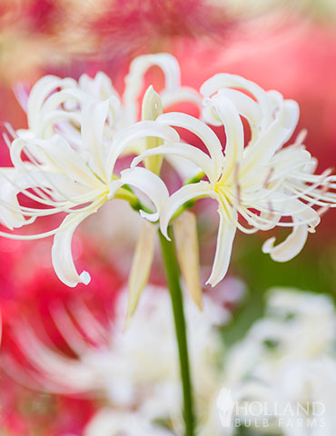 White Spider Lily  - 87120