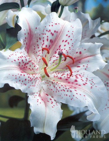 White Oriental Lily #1