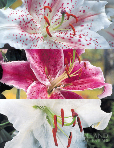 White Stargazer Lily Collection white stargazer lily bulbs, white oriental lilies, lily bulbs for sale, stargazer lilies, fragrant lilies, flowers, muscadet lilies, fragrant flowers