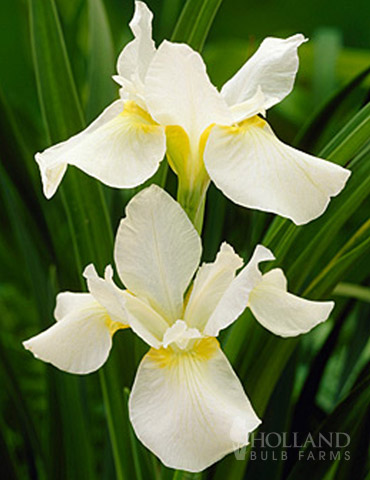 White Swirl Siberian Iris - 77271