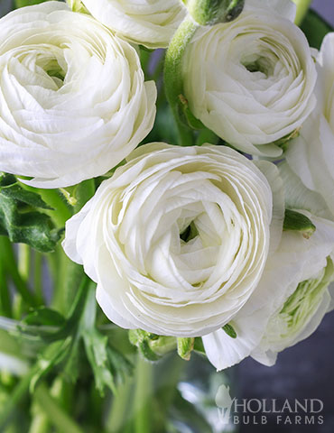 White Tecolote® Ranunculus 