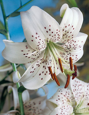 White Tiger Lily 