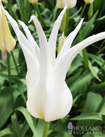 White Triumphator Lily Flowering Tulip - 88291