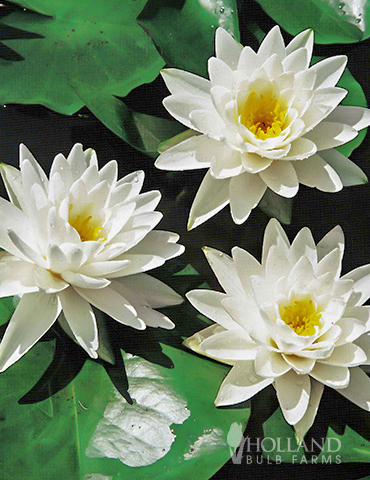 White Water Lily 