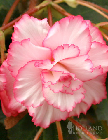 White and Red Picotee Begonia - 71120