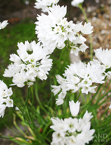 White or Neapolitanum Allium - 81125
