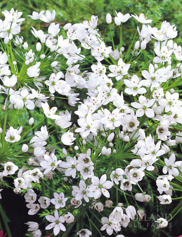 White or Neapolitanum Allium 