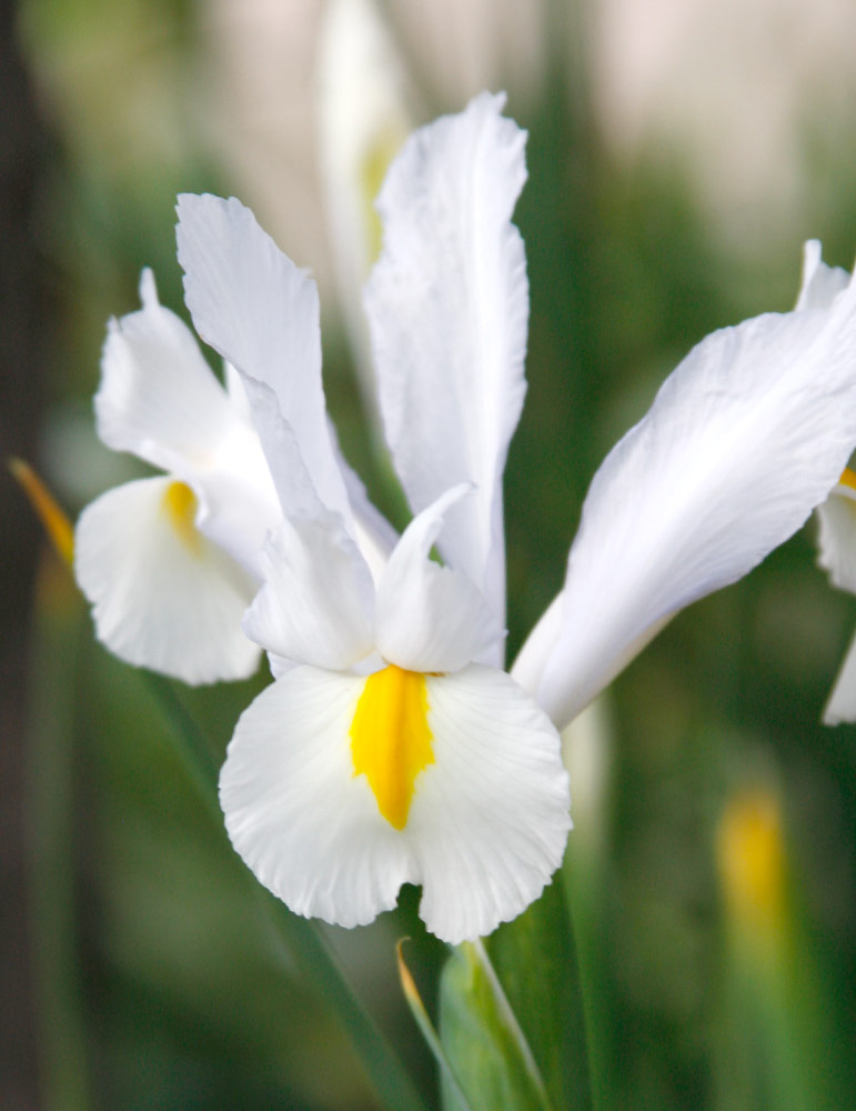 White van Vilet Dutch Iris 