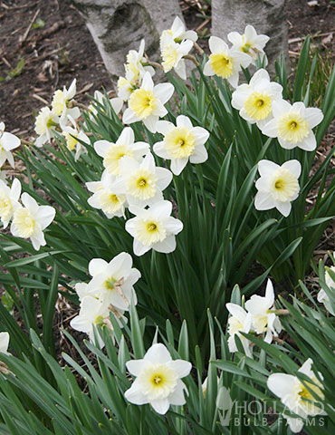 Wholesale White Daffodils 500+ (Ice Follies) - 82002