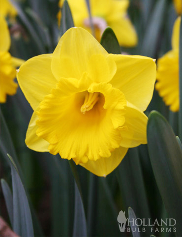Wholesale Yellow Daffodils - 500+ Bulbs - 82000