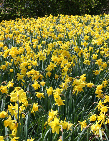 Wholesale Yellow Daffodils - 500+ Bulbs - 82000