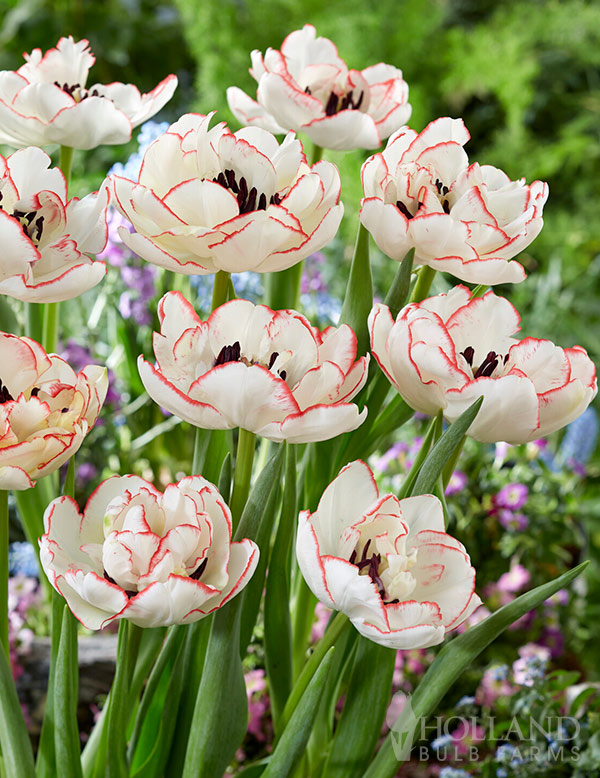 Wild Romance Double Tulip