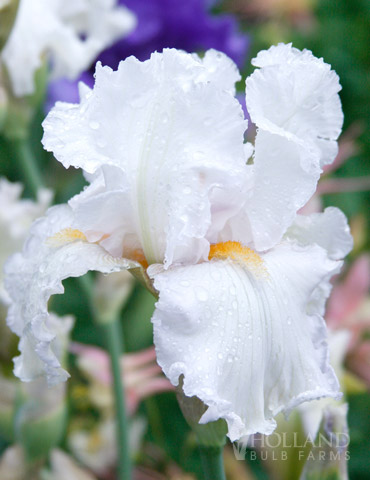 Winterfest Bearded Iris 